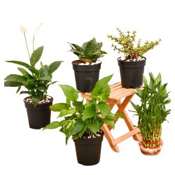 Marvelous Combo of 5 Air Purifying Plants to Tirur