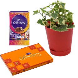 Air Purifying English Ivy Plant n Chocolaty Bytes