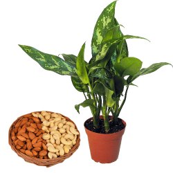 Air Purifying Aglaonema Modestum with Dry Fruits Binge to Punalur