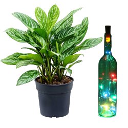 Air Purifying Aglaonema Modestum n LED Light Glass Bottle to Rajamundri