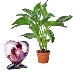 Air Purifying Aglaonema Modestum n Customized Heart Glass Table Top Duo to Punalur
