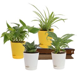 Love in Leaves - 4 Sets of Air Purifying Plants to Sivaganga
