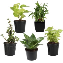 Wonderful Combo of 5 Air Purifying Plants to Andaman and Nicobar Islands