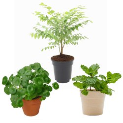 Enchanting Three Plant Combo to Muvattupuzha