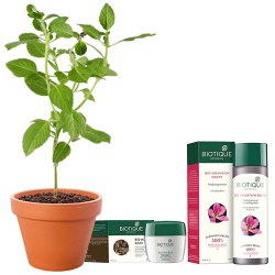Hair-care Special combo of Vringraj Plant with Biotique Hair Pack N Anti-Hairfall Serum