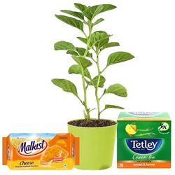 Divine Aswagandha Plant with Tetley Green Tea N Cheese Crackers Gift