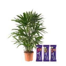 Charming Raphis Palm Plant with Assorted Cadbury Chocolate Bliss