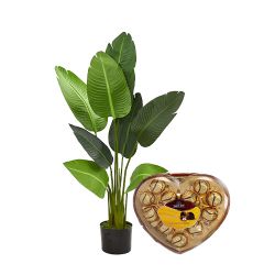 Soothing Pair of Air Purifying Areca Palm Plant with Choco Treats