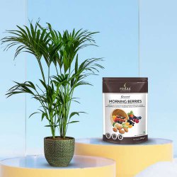 Air Purifying Kentia Palm Plant with Berrilicious Affair