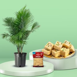 Best Air Purifying Majesty Palm Plant with Sweet N Savories Delight