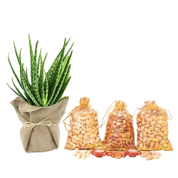 Ravishing Jute Wrapped Aloe Vera Plant N Dry Fruits Gift Set to Uthagamandalam