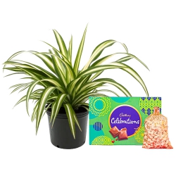 Fabulous Spider Plant with Nuts n Cadbury Celebration Delight