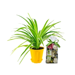 Best Air Purifying Spider Plant with IRIS Potpourri to Andaman and Nicobar Islands