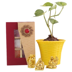 Fantastic Potted Money Plant with Laughing Buddha N Handmade Chocolate to Tirur