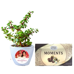 Gorgeous Jade Plant N Ferrero Rocher Moments Chocolate Combo to Sivaganga
