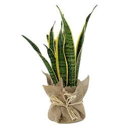 Charming Potted Jute Wrapped Snake Plant