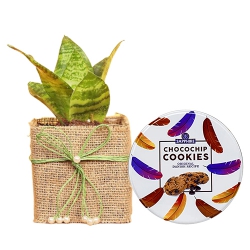 Distinctive Gift combo of Jute Wrapped Snake Plant N Sapphire Cookies to Palai