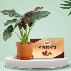 Amazing Elephant Ear Plant with Ferrero Rocher Moments Combo