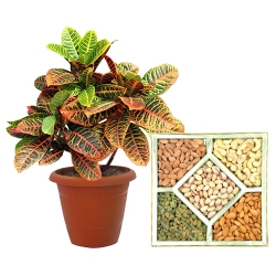Attractive Twinning of Crotons Plant N Assorted Dry Fruits to Marmagao