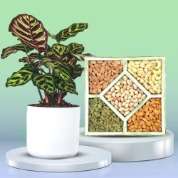 Marvelous Calatheas Plant N Assorted Dry Fruits Gift Set to Marmagao