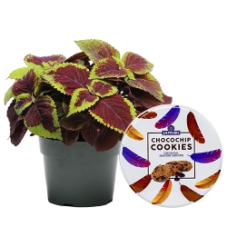 Breathtaking Coleus Plant N Chocochip Cookies Collection to Sivaganga