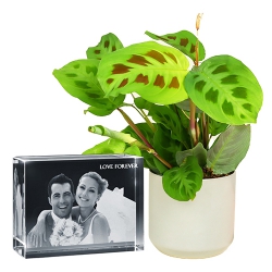 Charming Selection of Maranta Plant N Personalized Glass Paper Weight