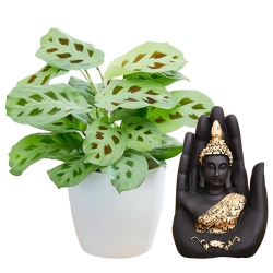 Wonderful Pair of Maranta Plant N Handcrafted Palm Buddha to Hariyana