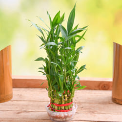 Aesthetic Selection of 2 Tier Lucky Bamboo Plant in Glass Pot to Tirur