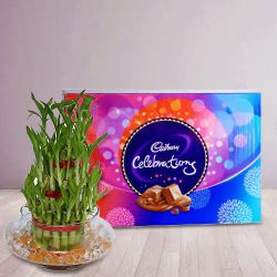 Breathtaking 2 Tier Lucky Bamboo Plant with Cadbury Celebrations Pack to Rajamundri