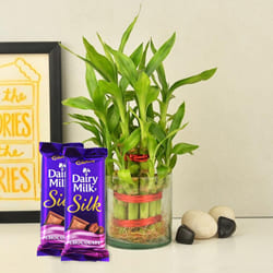 Exclusive 2 Tier Bamboo Plant with Cadbury Dairy Milk Silk Chocolates  to Alwaye