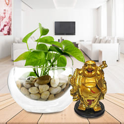 Wonderful Gift of Money Plant in Glass Vase with Laughing Buddha to Tirur