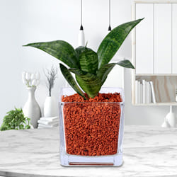 Wonderful Dracaena Compacta Air Purifying Plant in Glass Pot to Sivaganga