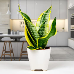 Lovely Snake Plant in a Ceramic Pot to Marmagao