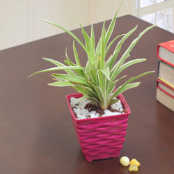 Outdoor Spider Plant in an Attractive Plastic Container<br> to Sivaganga