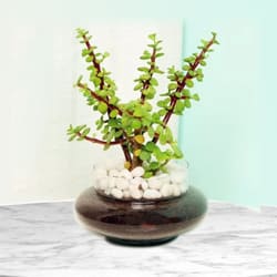 Lovely Jade Plant in Glass Pot to Uthagamandalam