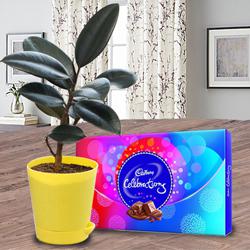 Attractive Potted Rubber Plant with Cadbury Chocolates to Rajamundri