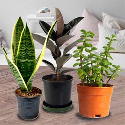 Fast-Growing Air Cleaning Plants Trio