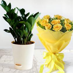 Special Combo of Zamia Indoor Plant N Yellow Roses Arrangement to Tirur