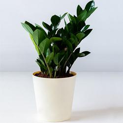 Blooming Gift of Zamia Houseplant in a Plastic Pot to Rajamundri