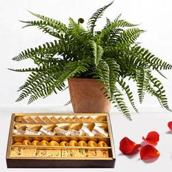 Classic Arrangement of Bostern Fern with Assorted Sweets