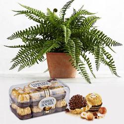 Impressive Gift of Ferrero Rocher Chocolate Box with Air Purifier Live Plant to Punalur