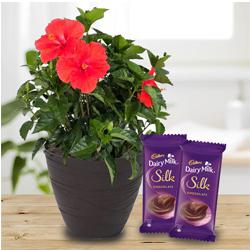 Fantastic Combo of Green Hibiscus Plant with Chocolates