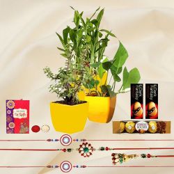 Trendy Family Rakhi with 3 Indoor Plants