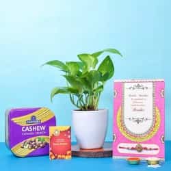 Plant Gift with Kundan Rakhi and Choco