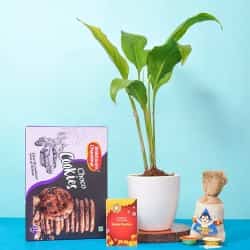 Kids Rakhi Plant Gifts with Cookies to Hariyana