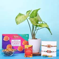 Gift of Plants N Platter with Kundan Rakhis