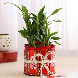 Delightful Kitkat Arrangement with 2 Tier Lucky Bamboo Plant to Alwaye