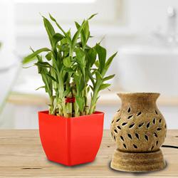 Lovely Lucky Bamboo Plant in Plastic Pot N Aroma Diffuser to Cooch Behar