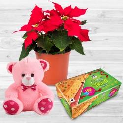 Alluring Plants Gift Combo for New Year