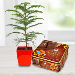 Wonderful Araucaria Potted Plant N Bisk Farms Wallnut Cake to Alwaye